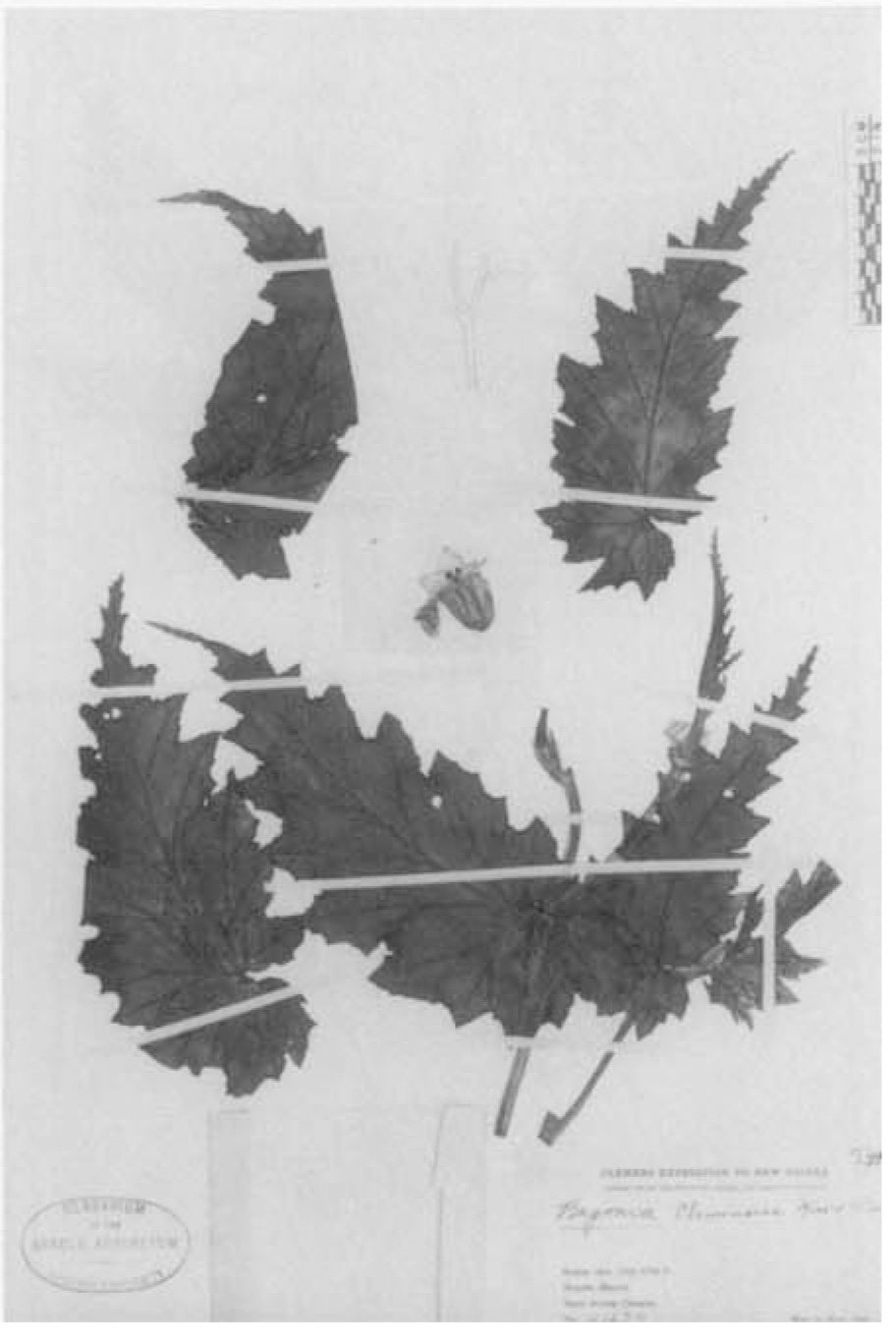 B. clemensiae